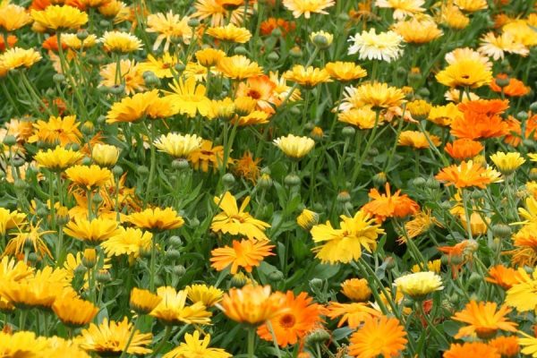 Calendula_officinalis-Pacific-WEB